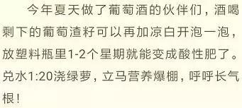 绿萝实用小技巧,绿萝经常放通风口能长得快吗