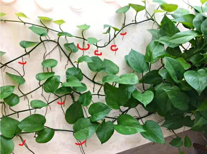 绿萝实用小技巧,绿萝经常放通风口能长得快吗