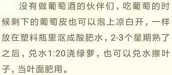绿萝实用小技巧,绿萝经常放通风口能长得快吗