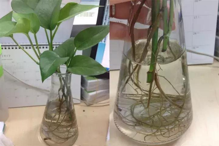 绿萝实用小技巧,绿萝经常放通风口能长得快吗