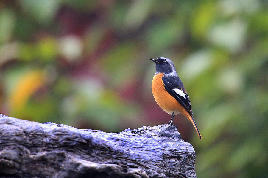 适马501001.8镜头评测,适马35mmf1.4dgdn评测
