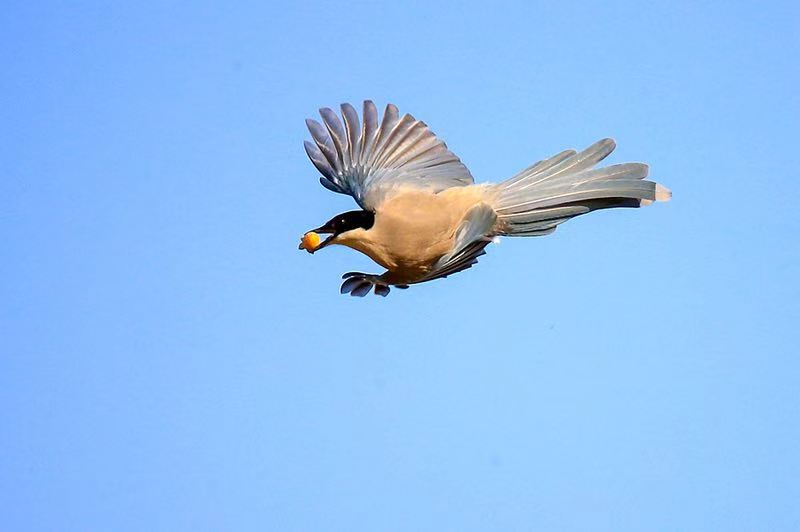 适马501001.8镜头评测,适马35mmf1.4dgdn评测