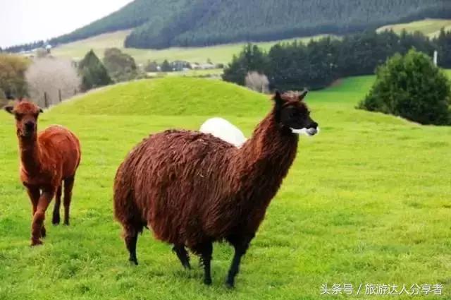 新西兰最后一块净土在哪里,新西兰皇后镇最后一个净土