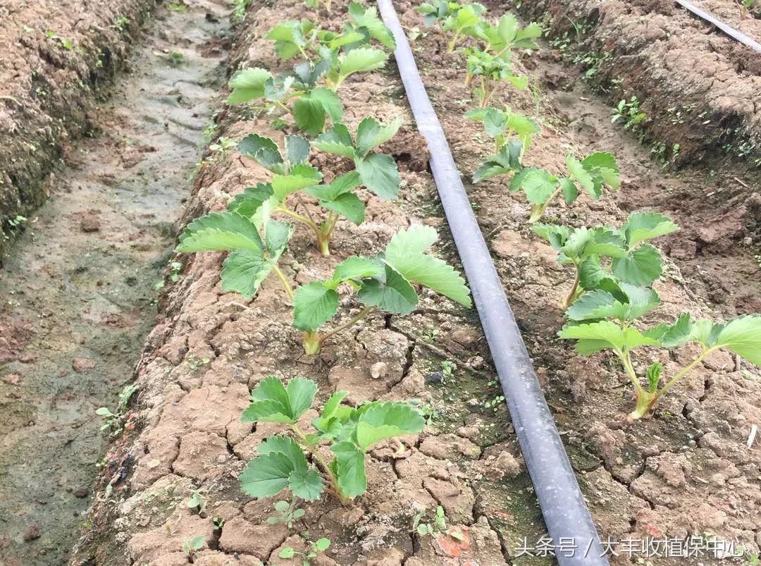 草莓叶片不伸展矮小生长缓慢,盆栽草莓生长缓慢叶子很小