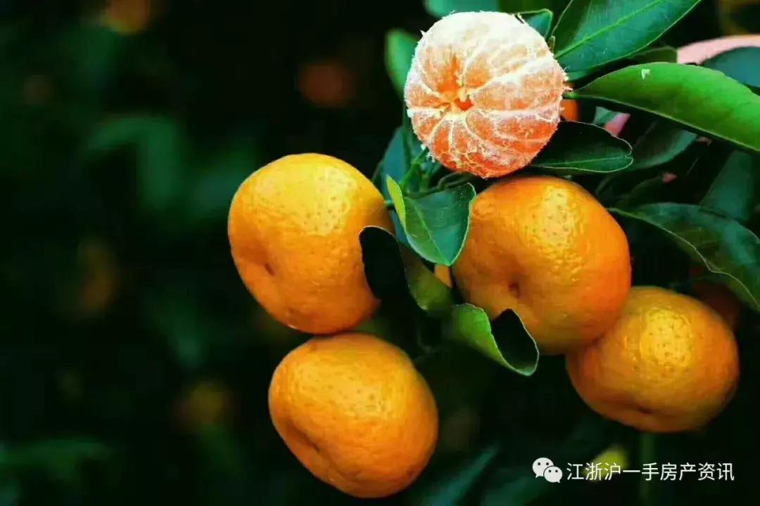 南丰县蜜桔贡桔,广西南丰贡桔