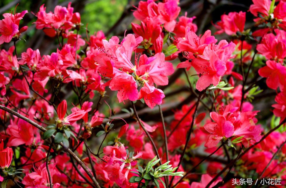 杜鹃花如何过冬的方法,杜鹃花过冬方法