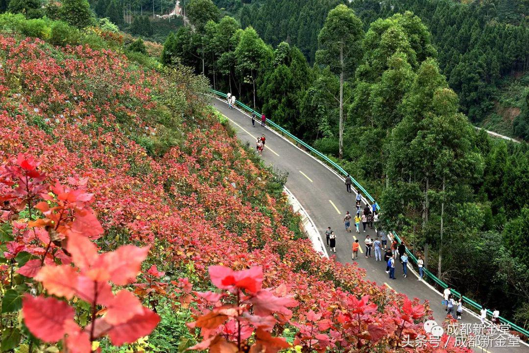 金堂秋色,秋天金堂十大必去景点