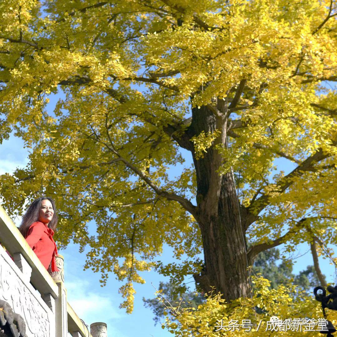 金堂秋色,秋天金堂十大必去景点