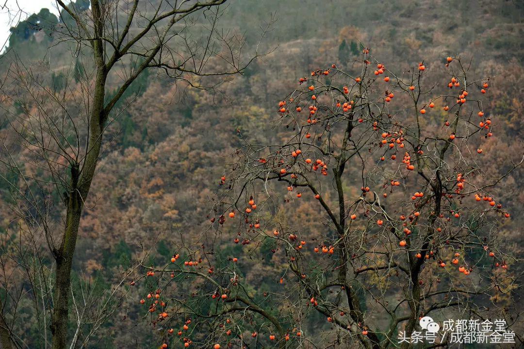 金堂秋色,秋天金堂十大必去景点