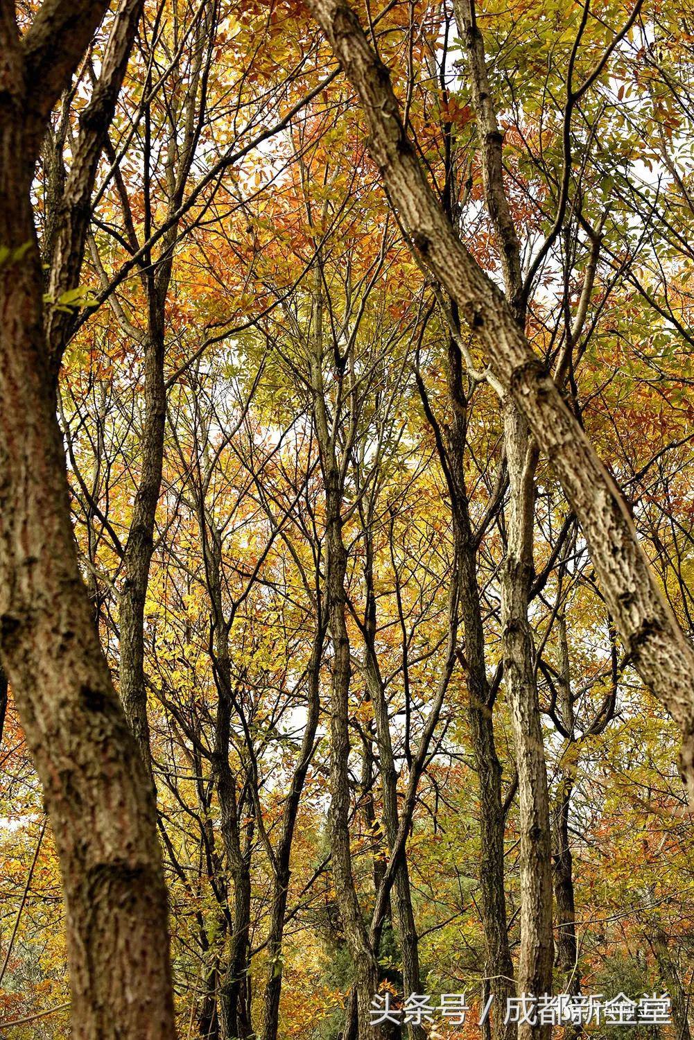 金堂秋色,秋天金堂十大必去景点