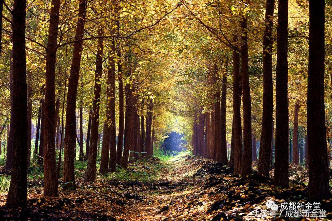 金堂秋色,秋天金堂十大必去景点
