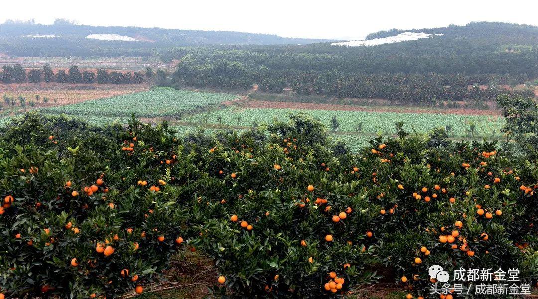 金堂秋色,秋天金堂十大必去景点