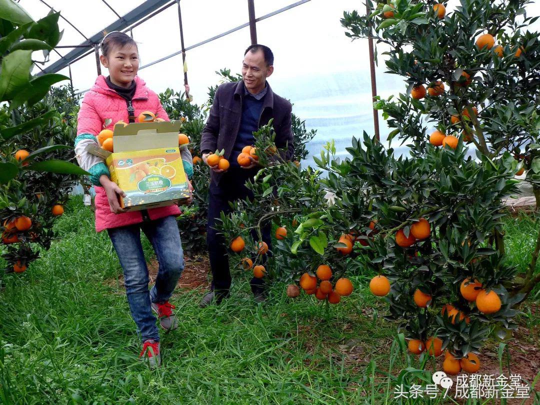 金堂秋色,秋天金堂十大必去景点