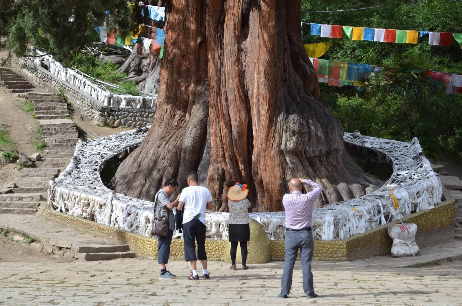 中国十大千年古树，你知道是什么吗？