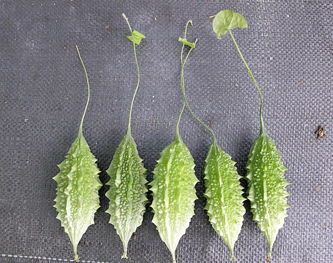 营养医生划重点：孕期别碰苦瓜