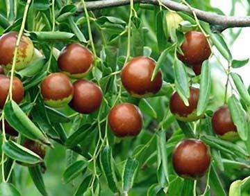 山东滨州枣酒,山东滨州枣花酒