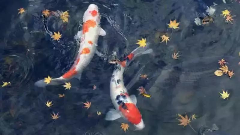 简述一下锦鲤的简史与演变,锦鲤的前世今生