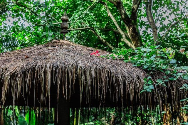 鑽疯姳鍙ら晣鑵惧啿,鑵惧啿鑽疯姳鍙ら晣