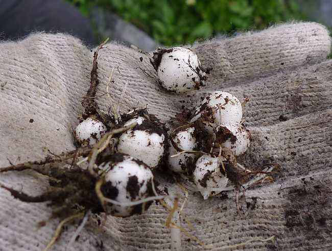 中药材川贝母鉴别,中药材川贝母溯源报告