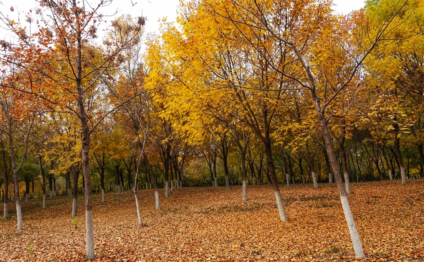 北京昌平金秋风景,昌平金秋周边一日游最佳攻略