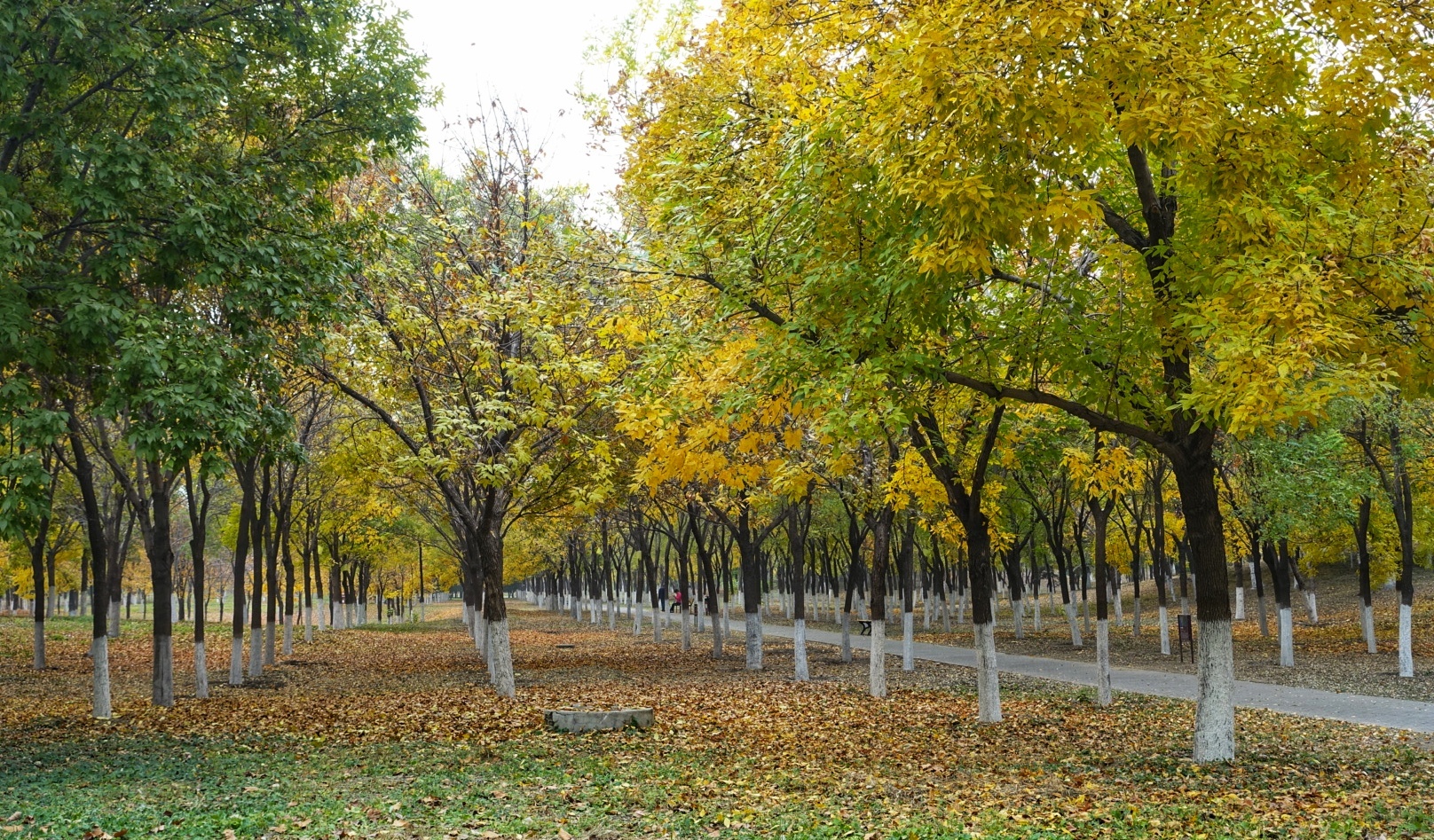 北京昌平金秋风景,昌平金秋周边一日游最佳攻略