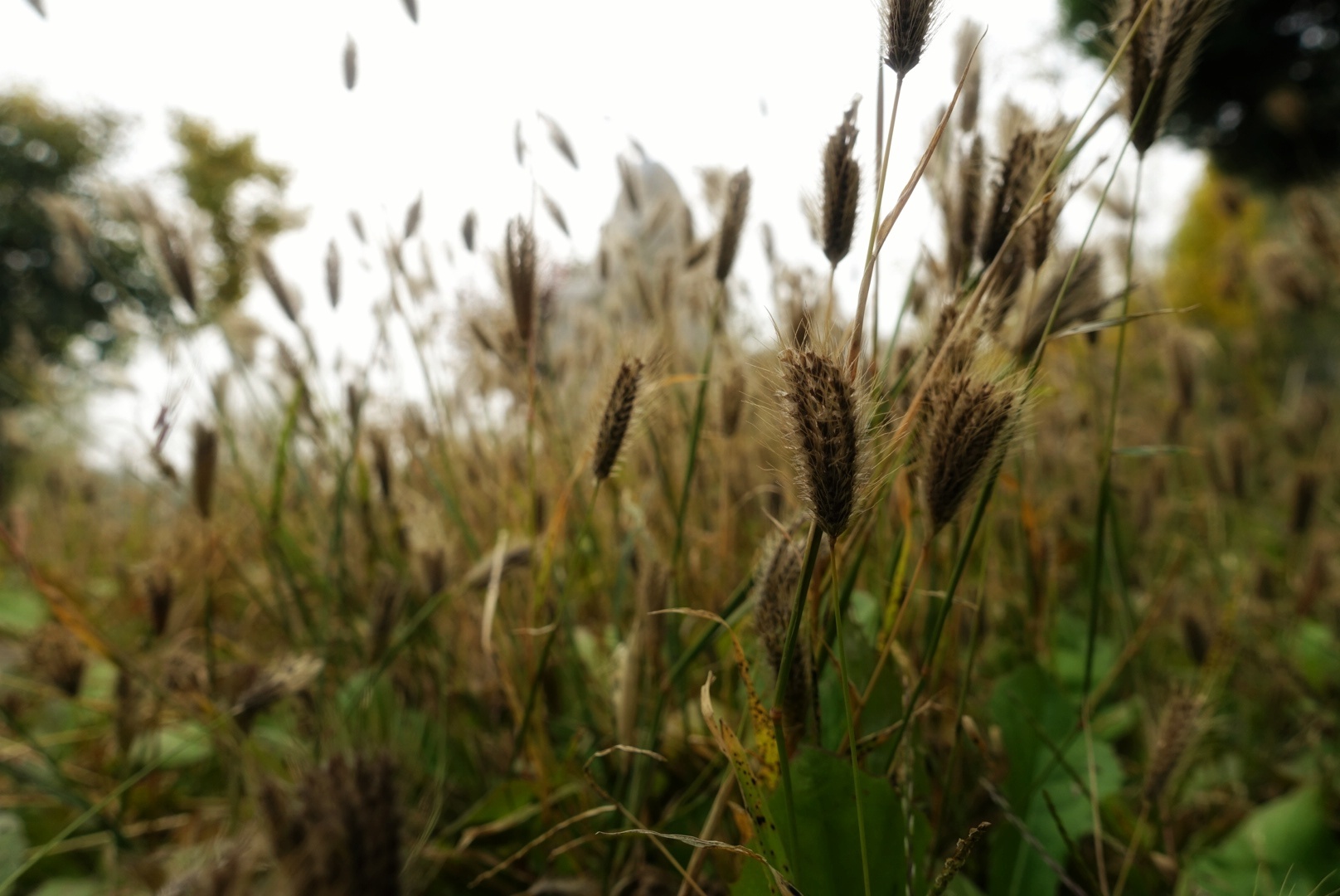 北京昌平金秋风景,昌平金秋周边一日游最佳攻略