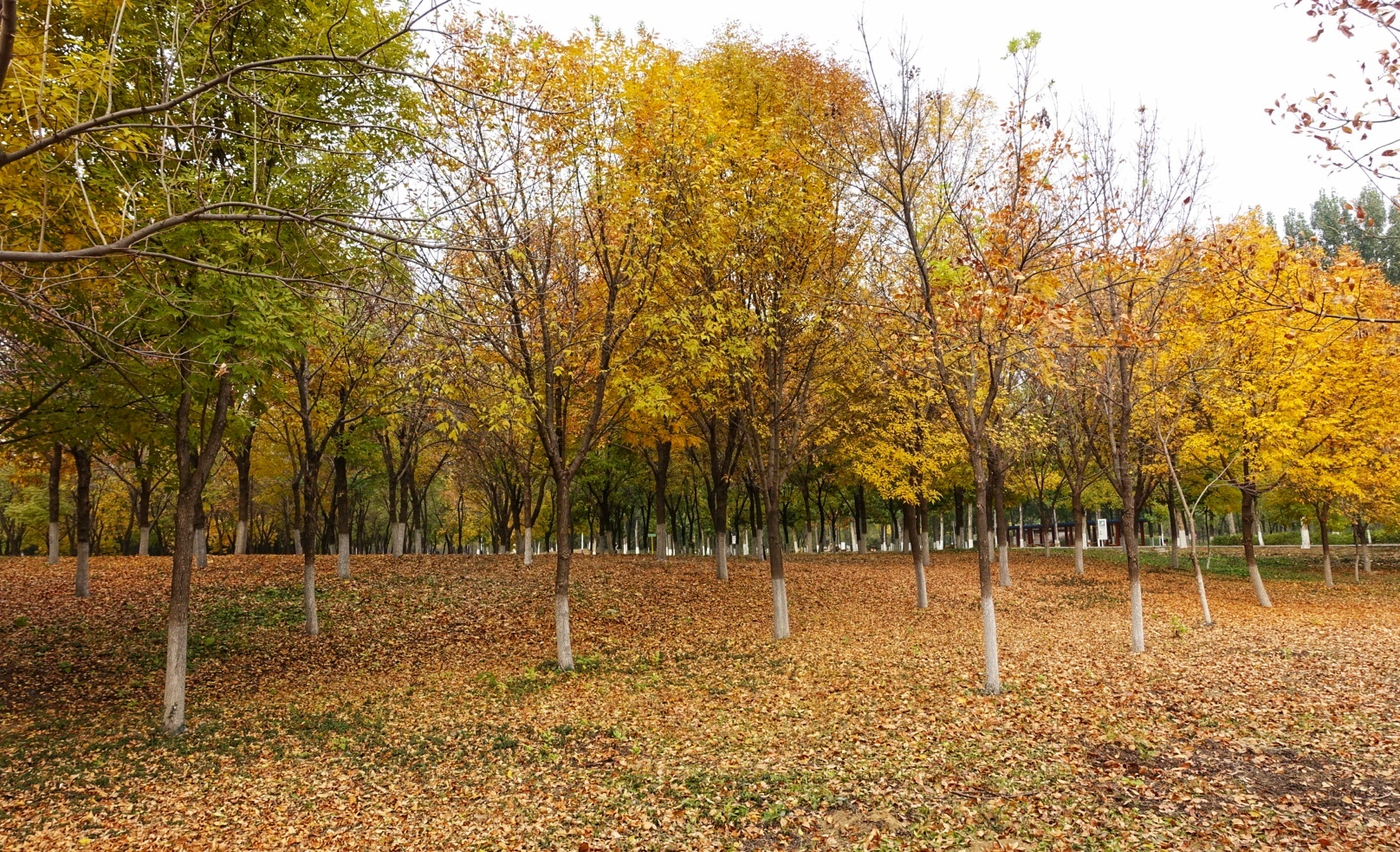 北京昌平金秋风景,昌平金秋周边一日游最佳攻略