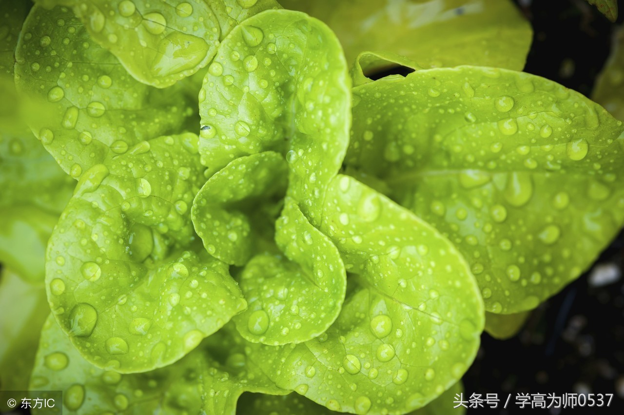 写作素材写景,植物类状物作文写作技巧