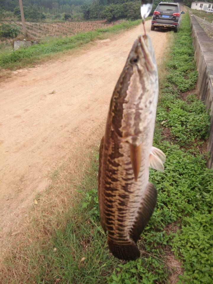 路亚真正的钓法,路亚钓起来更有挑战性