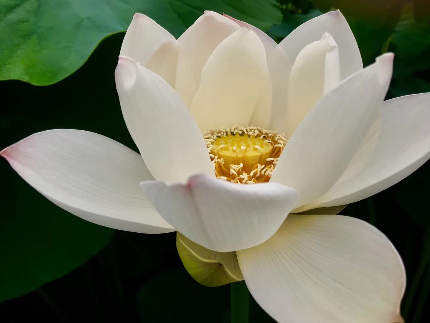 慧眼识奸,慧眼识奸恶