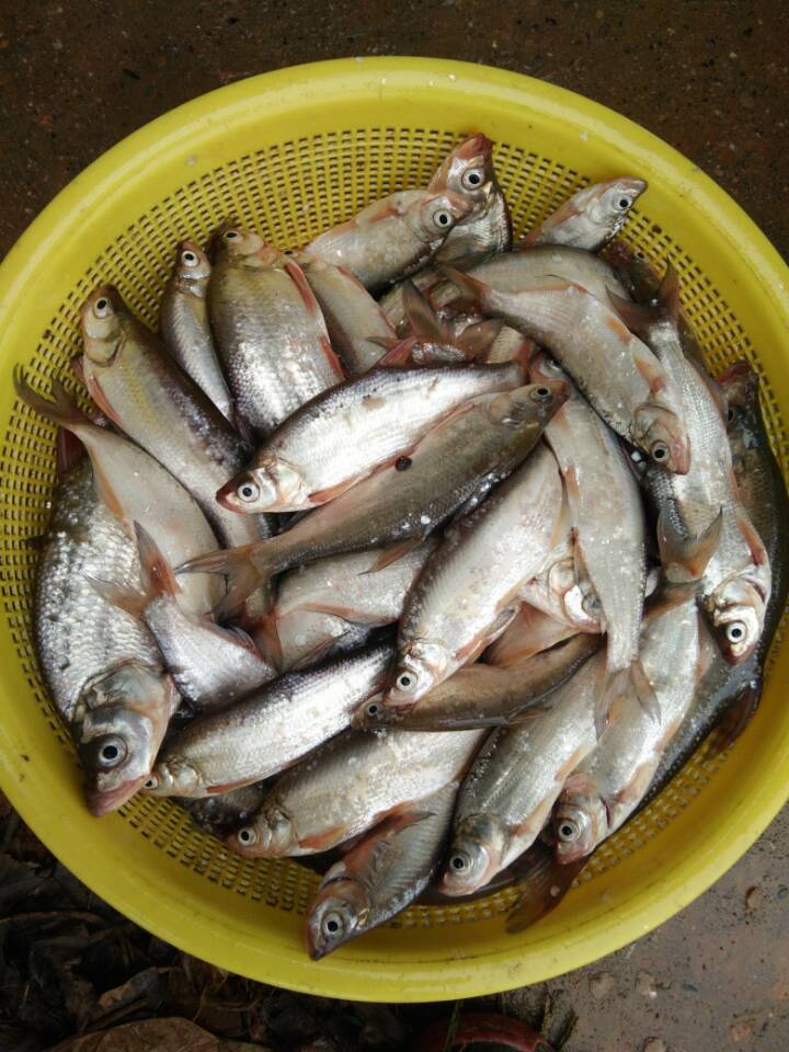 路亚真正的钓法,路亚钓起来更有挑战性