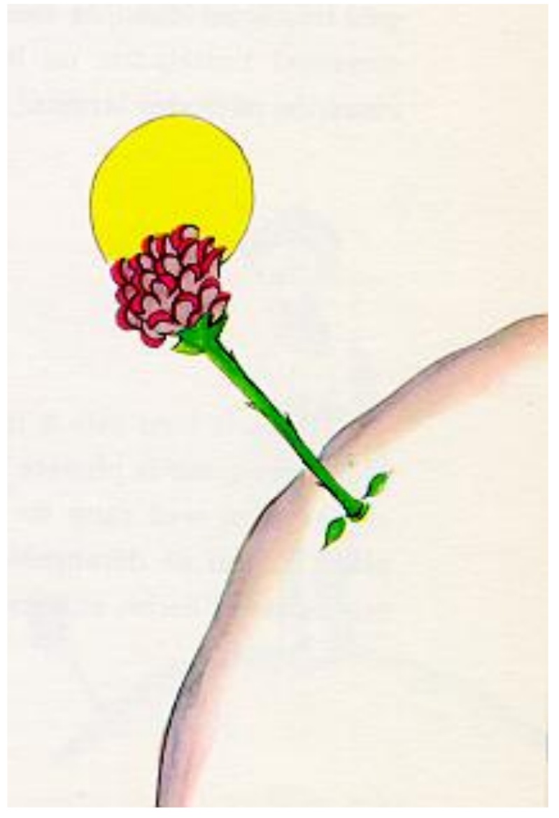 小王子全文阅读英文版经典片段,小王子英文版经典长段