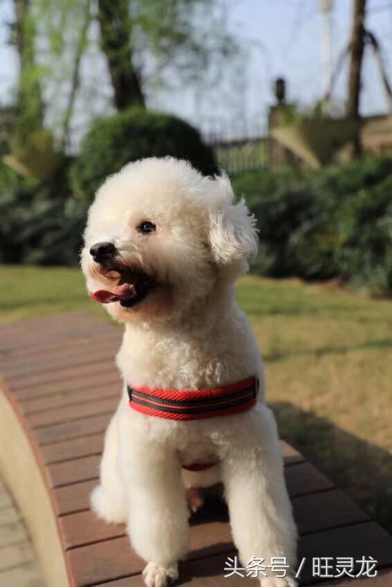 尼康d850和佳能5d4哪个价钱高,尼康还是佳能的镜头贵