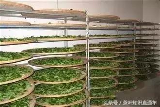 武夷岩茶圆形制茶机怎么用,岩茶制茶全过程
