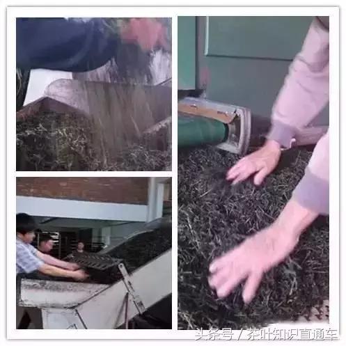 武夷岩茶圆形制茶机怎么用,岩茶制茶全过程