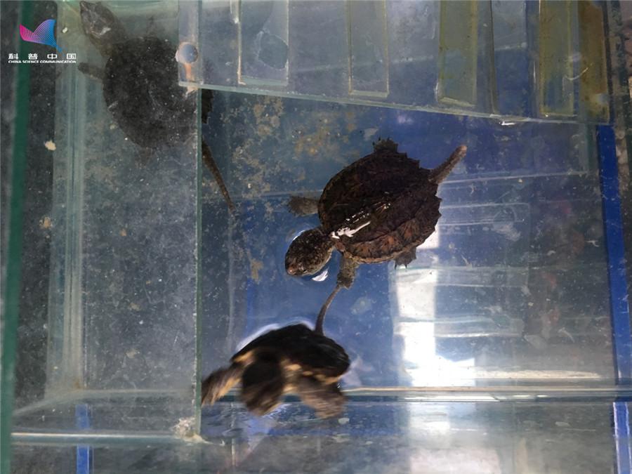 鳄龟和人亲吻视频,与乌龟接吻