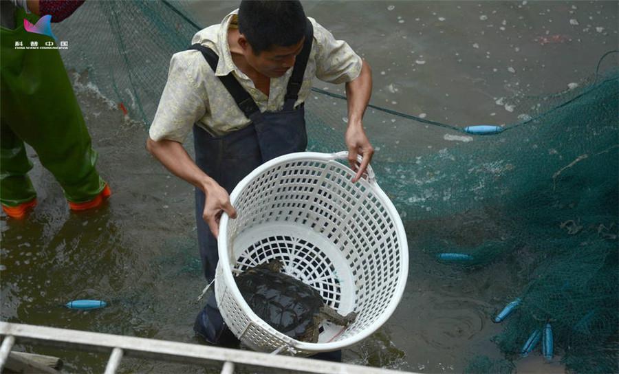 鳄龟和人亲吻视频,与乌龟接吻