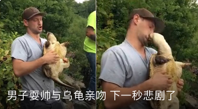 鳄龟和人亲吻视频,与乌龟接吻