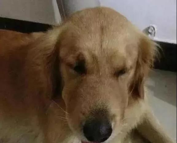 猫居然吃酸奶,猫居然吃柿子