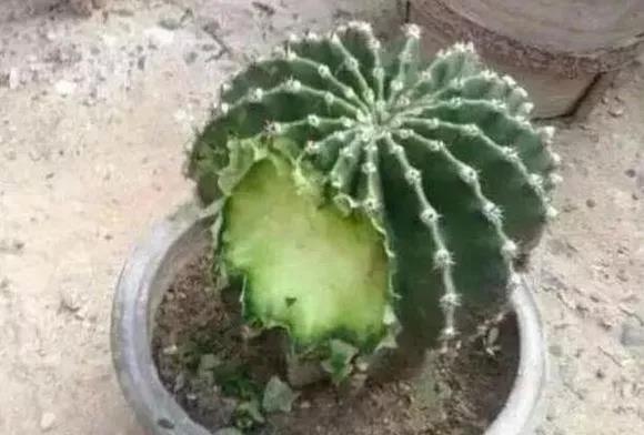 猫居然吃酸奶,猫居然吃柿子