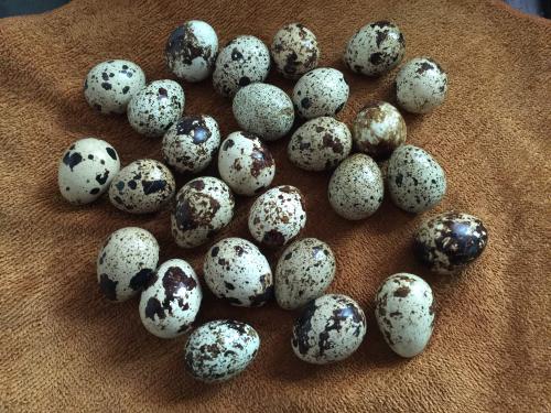 卵中佳品鹌鹑蛋,鹌鹑蛋是生活中常见的滋补佳品