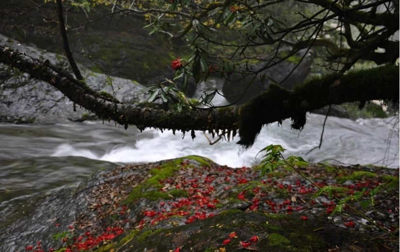 百慕大黑竹沟未解之谜,黑竹沟百慕大三角探险
