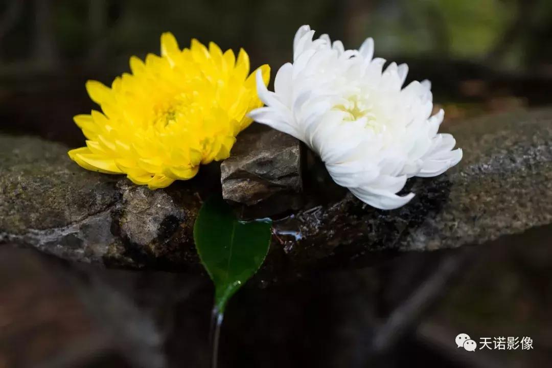 徕卡qtype116专业测评,徕卡qtype116