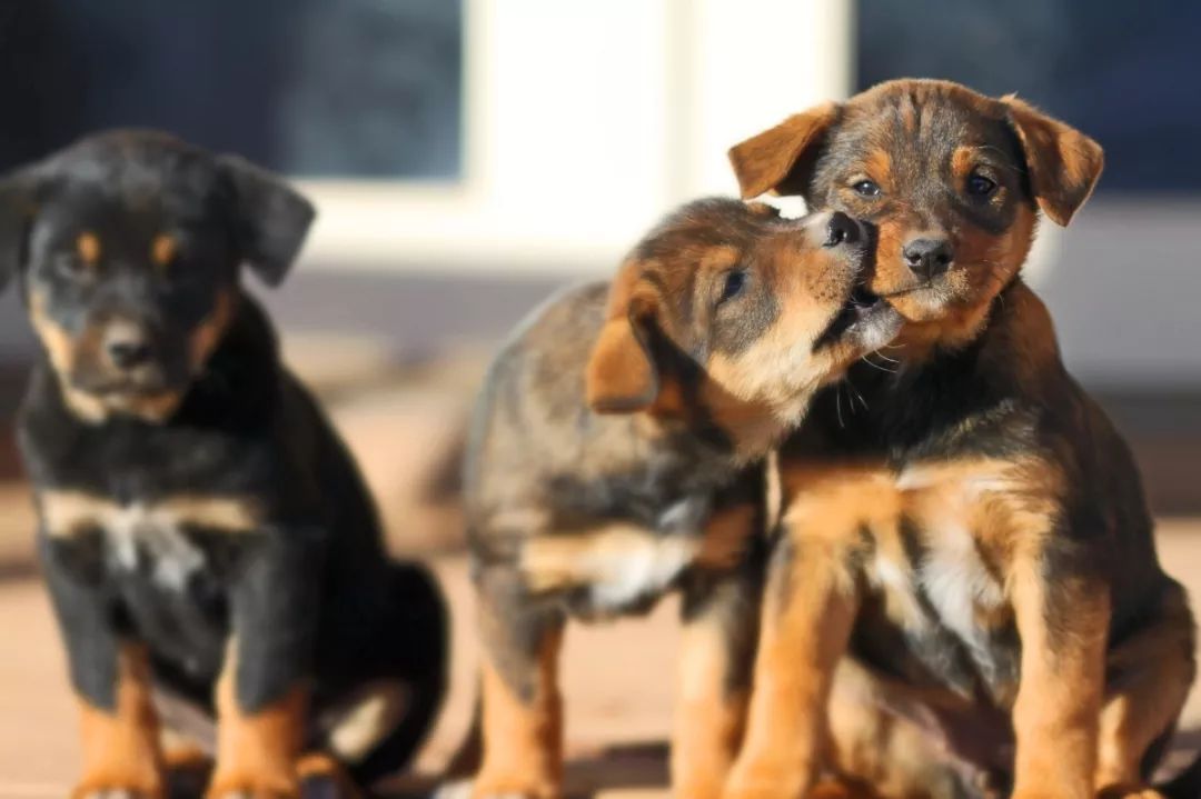 世界上最可怕的狗狗前十名,狗狗十大杀手之首