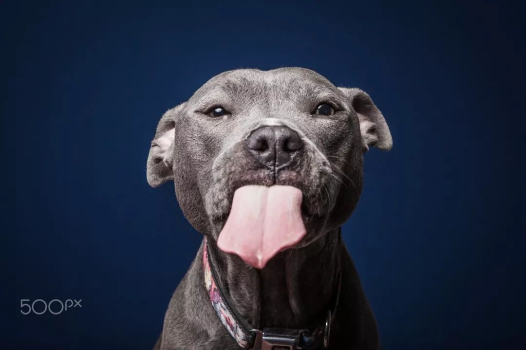 世界上最可怕的狗狗前十名,狗狗十大杀手之首