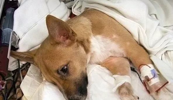 世界上最可怕的狗狗前十名,狗狗十大杀手之首