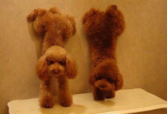 贵宾犬的毛发怎么养护,贵宾毛发变黄怎么改善