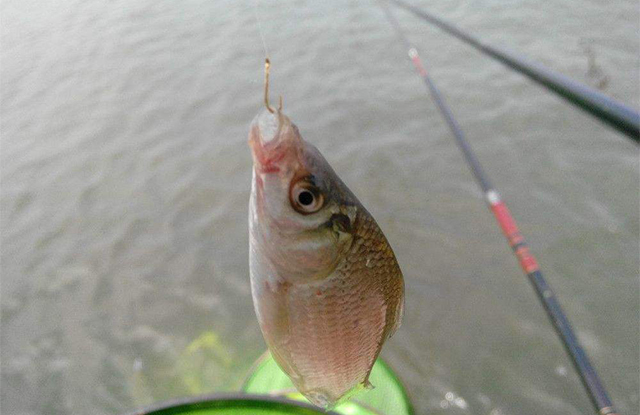 一男子钓到鱼后面还跟着一条鱼,男子钓鱼三年没有带过一条鱼回去