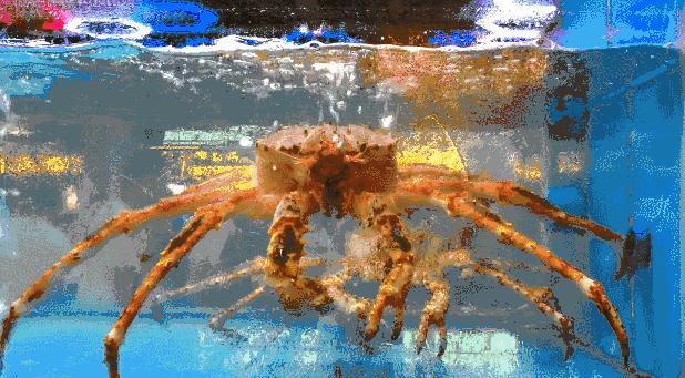 带你到三亚感受不一样的美食美景,三亚旅游必吃的美食清单大全