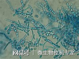 果汁类饮料中添加剂的危害,果汁里的霉菌喝下去的后果